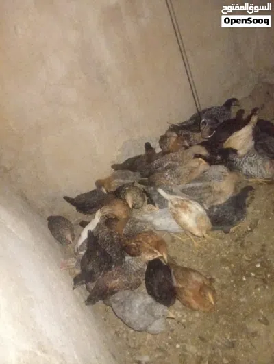 دجاج للبيع بلدي و فيومي 3