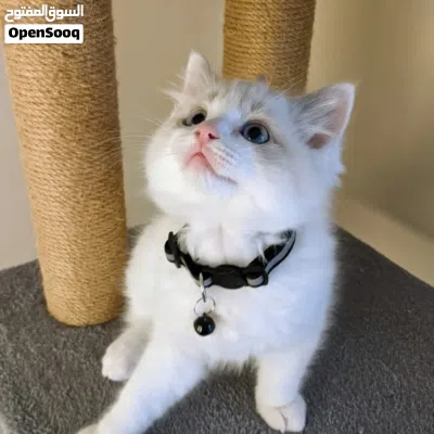 Ragdoll kitten available for new home 4