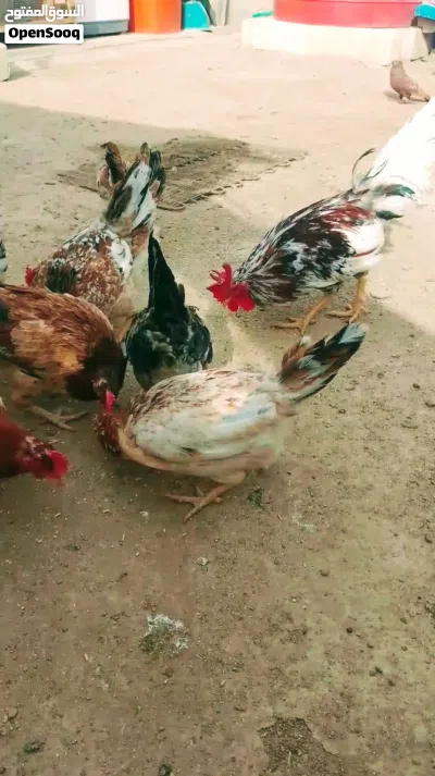 افاخ دجاج كويتيات هاي أمهاتهن 2