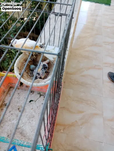 جوز كنار مع الفرخ 3