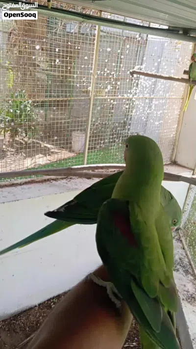 نيبالي سوبر جامبو تابع الوصف 2