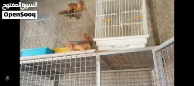سناجب للبيع 3