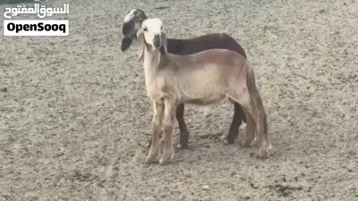 كبشان سودانيات اصل 3
