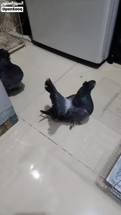 جوز ع الواقع أجمل 2
