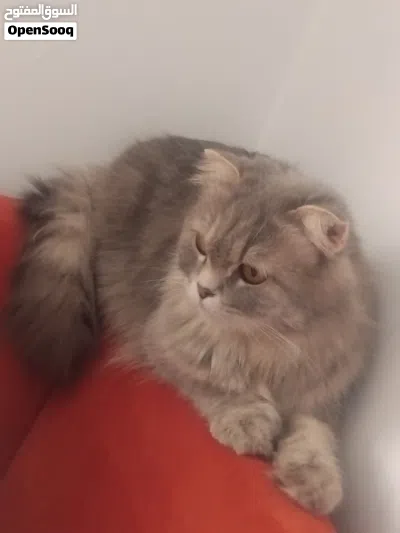 موجود قطط للبيع 2