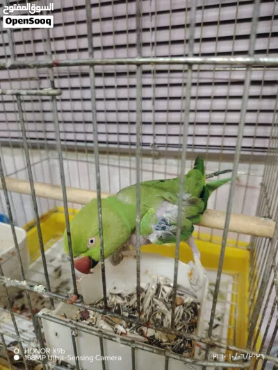 ببغاء درة للبيع 2