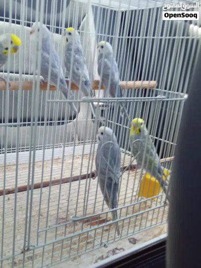 اربعه دكوره رينبو وزوز إنتايات 2