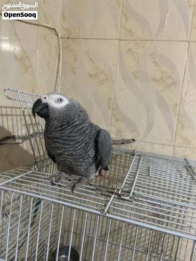 أبغى كاسكو للبيع 4