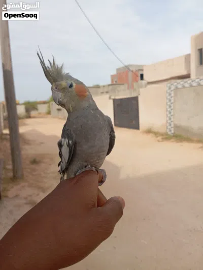 كوكتيل حبشي امروض للبيع 3