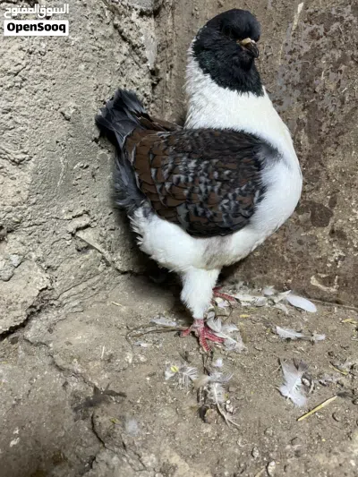 جوز كنق مدنا 2
