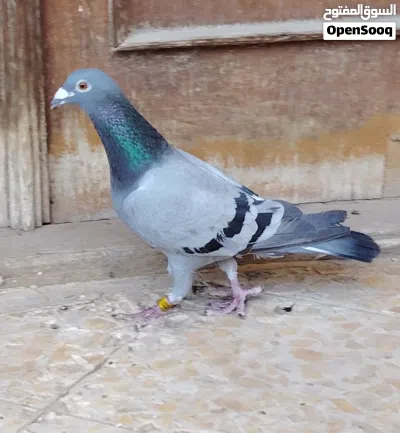 زاجلية موديل 2019 2
