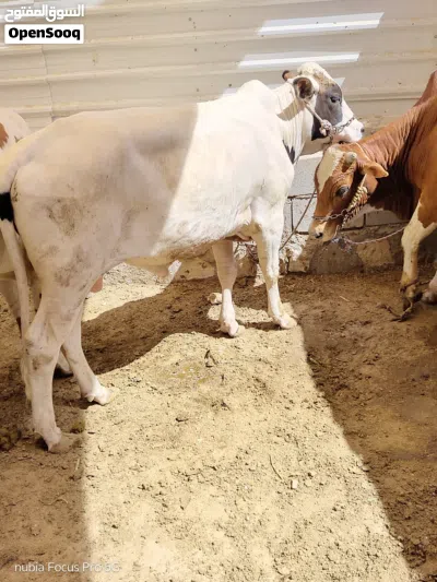 عجول سمان وحلوات 3