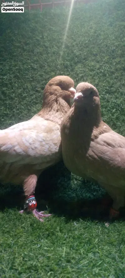 جوزين حلوين ومرتبين وشغالين 4