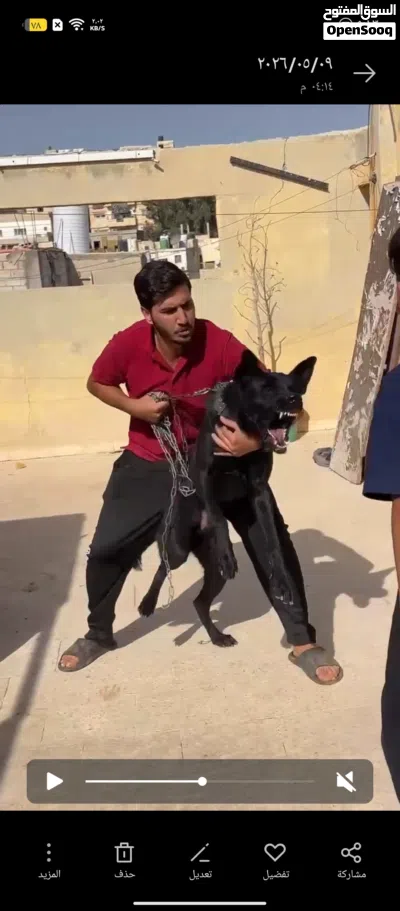جيرمن بلاك 3