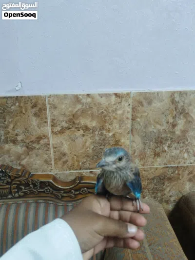 بضوه ملونه 2