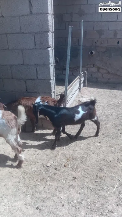 جديان للبيع مشاء الله 2