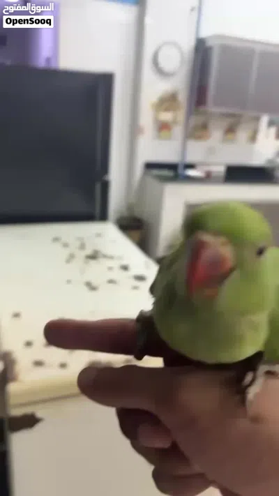 ببغاء دره للبيع اليفات جدا و جاهزات للتعليم 3