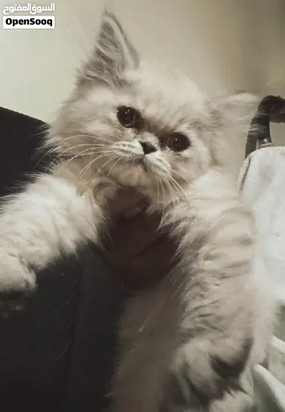 بسس هيمالايا انثى عمره من العشرين إلى الربع اشهر 2