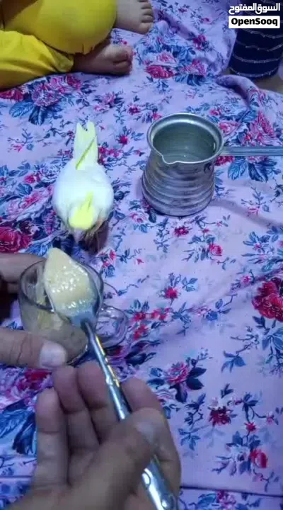 فرخ كوكتيل انتاجي متعلم على الزق 3