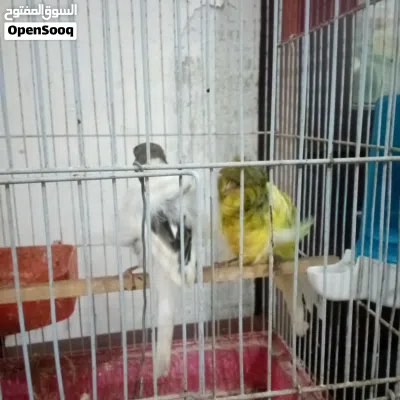 طيور كناري للبيع 3