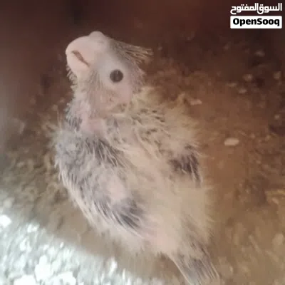 طرف كوكتيل للمحبين الترويض وخمسه فيشر 4
