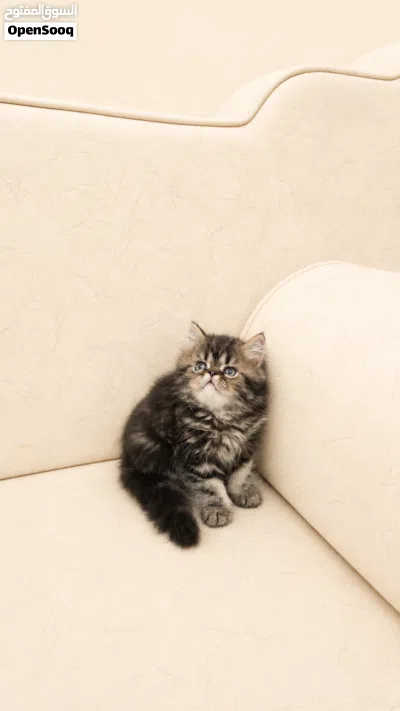 Limited Offer on Kittens 4