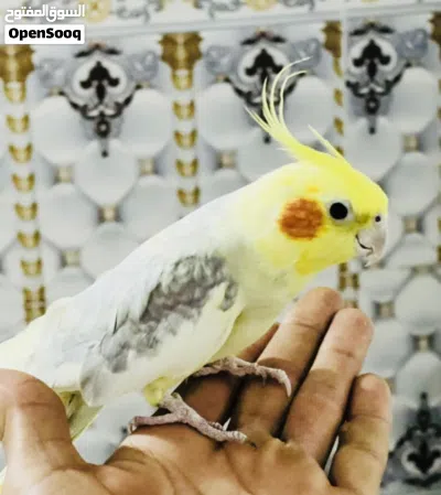 كوكتيل مال بيت شوف لوصف 2