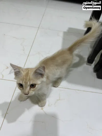 undefined 2