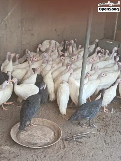 للبيع طيور حبشيه ودجاج رومي وبط 3
