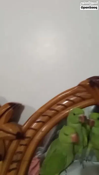 ثلاثه نفر دره هندي اليف 3