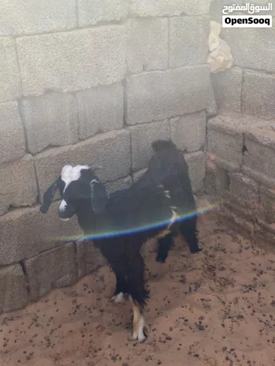 جدي ربي يبارك 2