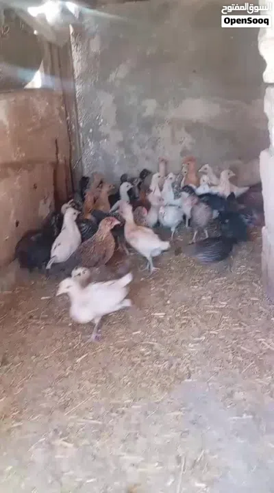 صيصان بلدي للبيع 4