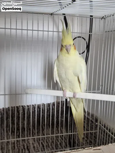 Beautiful white yellow cocatail bird available for sale with cage and food 2