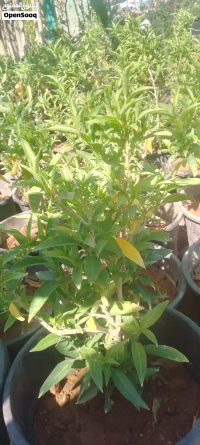 مشتل الجامعة 4