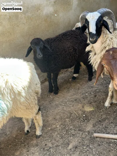 فطيمه ربي يبارك 2