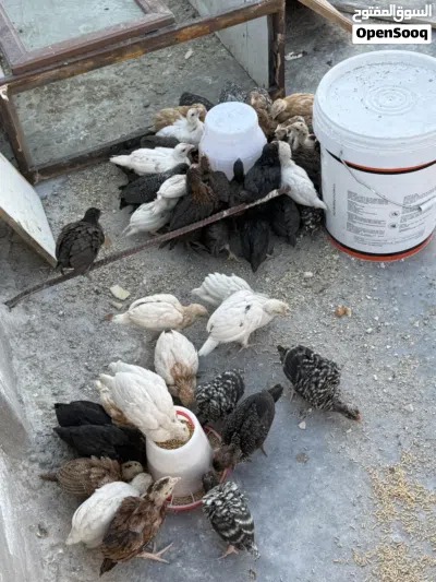 صيصان جاج للبيع 2