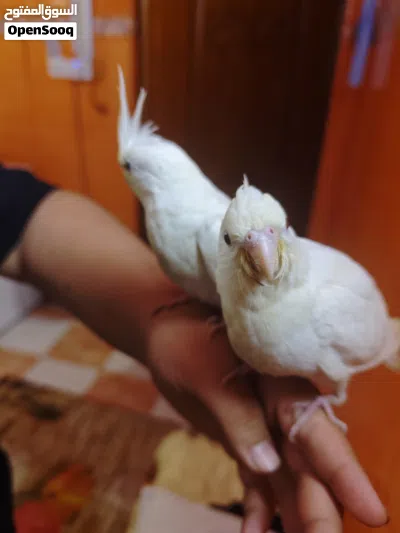 طيور كوكتيل لبيع 3