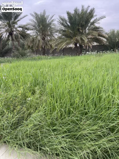 مطلوب مكتب للإيجار في نزوى منطقة فرق 2
