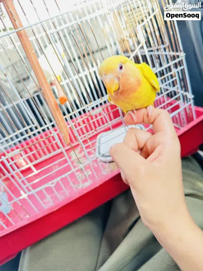 روز مروض ربي يبارك 2