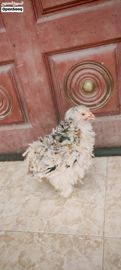 دجاج الكوشن القزم 2