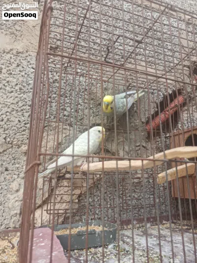 ريمبو للبيع 3
