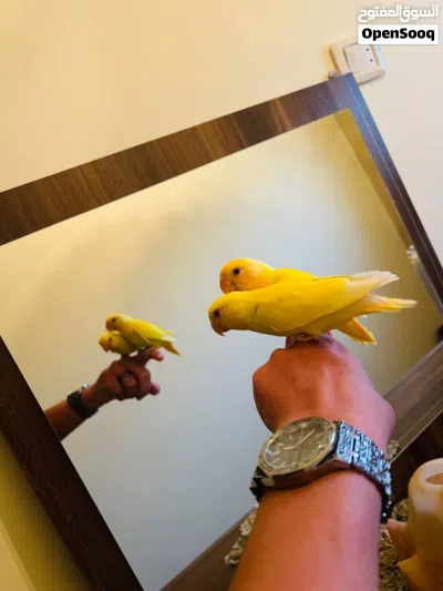 ببغاء روز حركي ولعوب ترويض فل 3