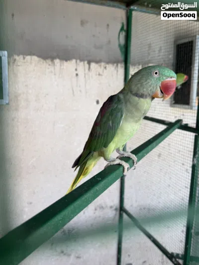 للبيع دره نيبالي 3
