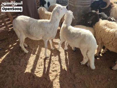 نعجة هجين للبيع 4