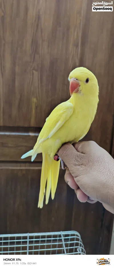 ببغاء درة لاتينو اصفر عين حمرة حجم جامبو 3
