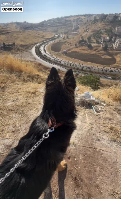 جيرمن شيبرد لونغ هير مستوى عالي 4