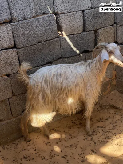 عنز ربي يبارك 2