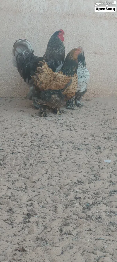 براهما عملاق 2