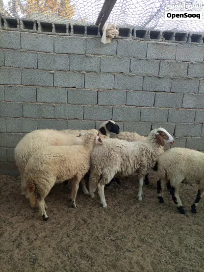 حوليات للبيع 3
