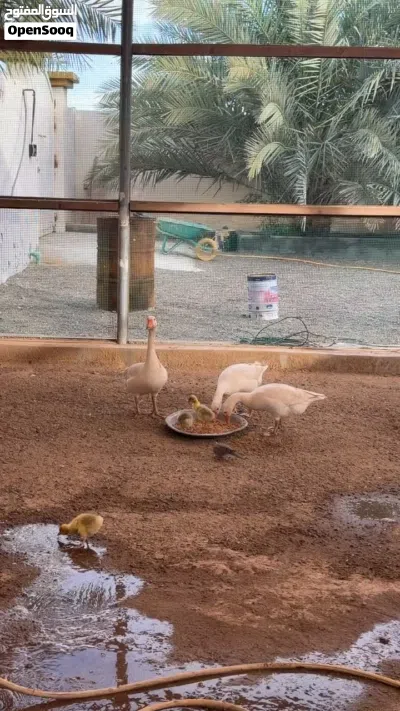 اوز مع ولادهن 4